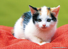 Postcard set cats - 7 postcards with cat motif