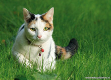 Postcard set cats - 7 postcards with cat motif