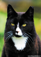 Postcard set cats - 7 postcards with cat motif