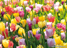 Spring postcards - 15 postcards with spring motif (no. 090) Spring postcards - 15 postcards with spring motif (no. 090)