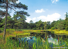 Landscape postcards set - 12 postcards with landscape motif (no. 091)