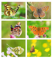 Butterfly postcards - set with 6 butterfly motif postcards (no. 70)