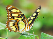 Butterfly postcards - set with 6 butterfly motif postcards (no. 70)
