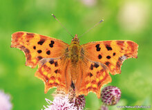 Butterfly postcards - set with 6 butterfly motif postcards (no. 70)