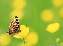 Butterfly postcards - set with 6 butterfly motif postcards (no. 70)