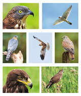 Postcard set raptors - 7 postcards with raptor motif (no. 071)