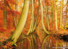 Autumn postcards - set with 11 Autumn motif postcards (no. 34)