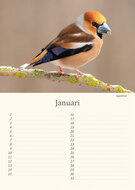 Birthday calendar birds Birthday calendar birds