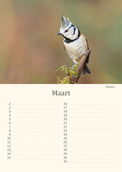 Birthday calendar birds Birthday calendar birds