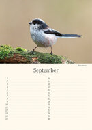 Birthday calendar birds Birthday calendar birds