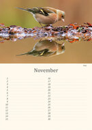 Birthday calendar birds Birthday calendar birds