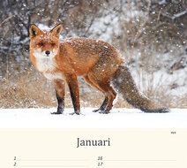 Birthday calendar animals Birthday calendar animals