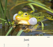 Birthday calendar animals Birthday calendar animals