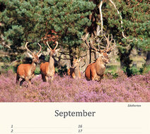 Birthday calendar animals Birthday calendar animals