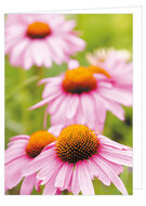 blank greeting cards