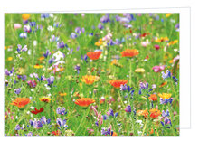Greeting cards without text - set of 11 cards with envelope (no. 99)