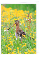 Greeting cards without text - set of 11 cards with envelope (no. 99)
