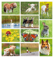 Cheap postcards - set of 11 animal postcards (nr. 95-1)