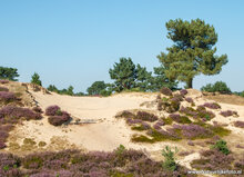 Photography workshop Appelscha