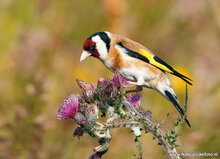 Photography workshop Appelscha