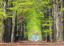 Photography workshop Fochteloërveen