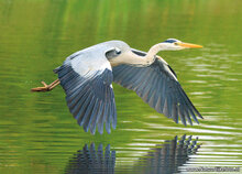 Photography workshop Fochteloërveen