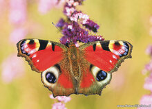 nature postcards