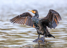 Photography workshop Friesland