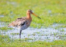 Photography workshop Friesland