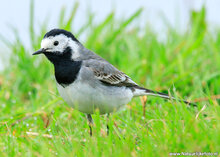 Photography workshop Fochteloërveen