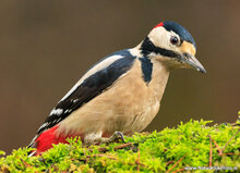 Photography workshop Appelscha