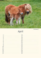 Birthday calendar animals