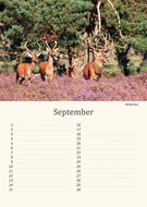 Birthday calendar animals