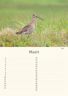 Birthday calendar birds