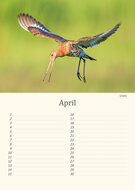 Birthday calendar birds