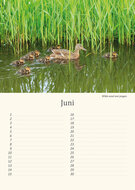 Birthday calendar birds