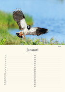 Birthday calendar birds