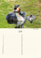 Birthday calendar birds