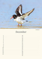 Birthday calendar birds