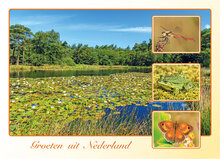 Dutch postcards set