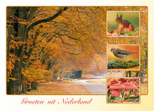 Dutch postcards set