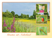 Dutch postcards set