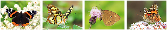 butterfly postcards