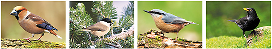 forest birds postcards