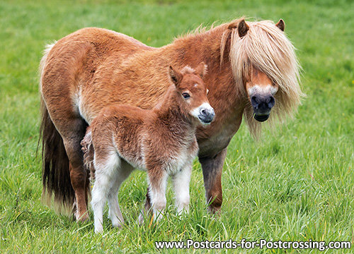 Shetland pony postcard - buy
