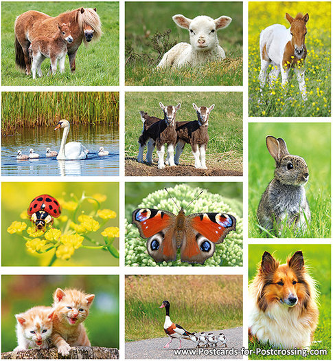 Postcard set with animals - 11 postcards in a set