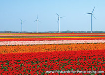 mill postcards - tulips with windmills postcard mill postcards - tulips with windmills postcard