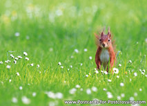 animal postcards - wildlife postcards - red squirrel postcard animal postcards - wildlife postcards - red squirrel postcard