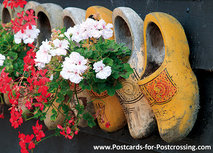 typical Dutch postcards - clogs with geraniums postcard typical Dutch postcards - clogs with geraniums postcard