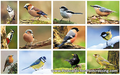 Bird postcards set Bird postcards set